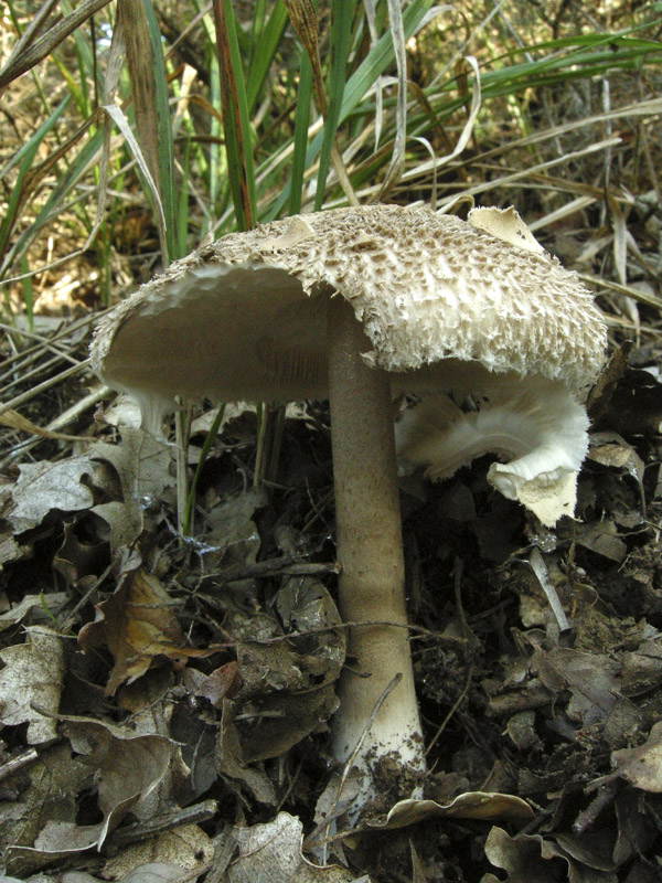 Echinoderma  asperum?